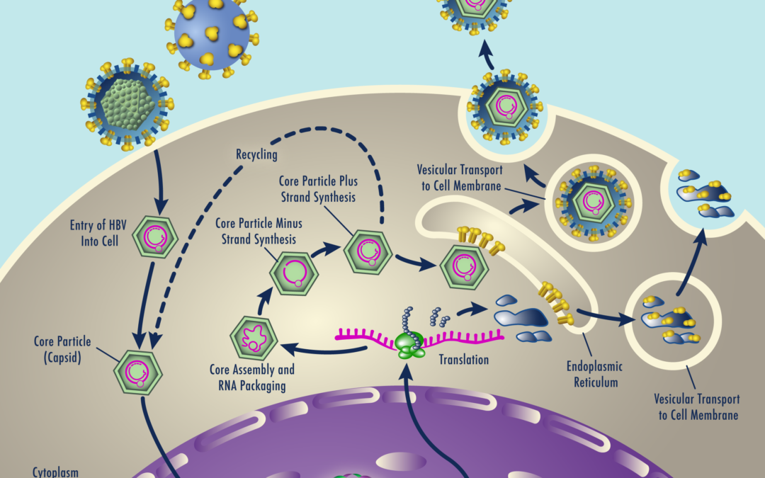 Mechanism of Action Illustration